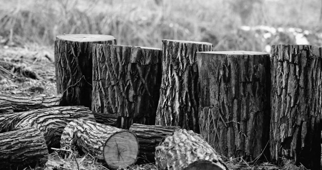 Kako u Bosni nestaje bosanski bor