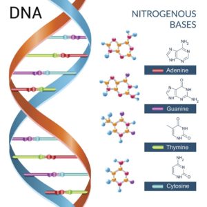 Šta je DNK i čemu ona služi? – Mreža za izgradnju mira