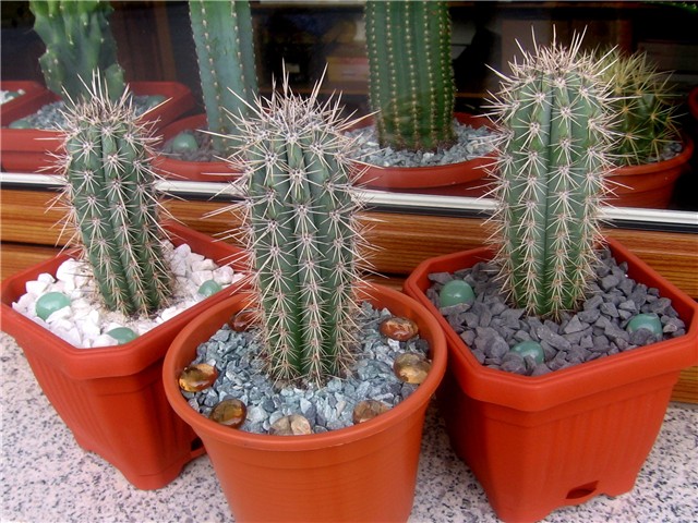 Fotografije kaktusa i sukulenata - Page 4 75e852ae-003