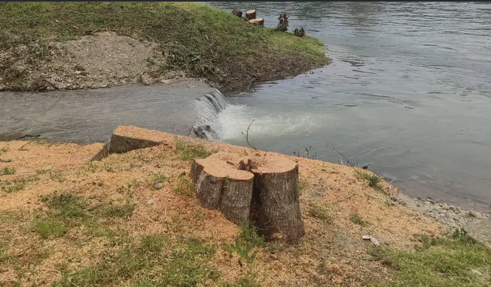 U Banjaluci posječene vrbe i stabala koja su vijekovima unazad bila simbol grada
